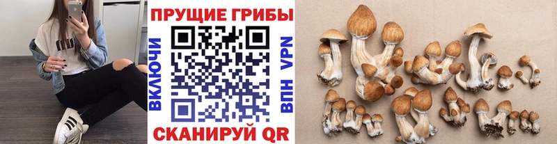 Купить Губкинский Галлюциногенные грибы Cubensis